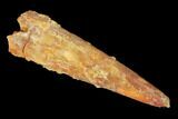Fossil Pterosaur (Siroccopteryx) Tooth - Morocco #145192-1